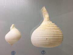 -青岛贝壳博物馆
