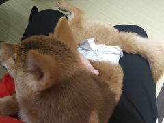 -逗柴咖啡屋·狗咖猫咖宠物桌游
