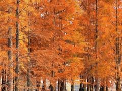 -白鹭湾湿地公园
