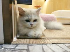 -momokira米努特·德文卷毛猫·棉花面纱犬