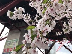 -札幌电视塔