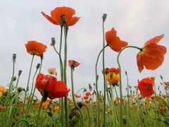 -二沙岛艺术公园