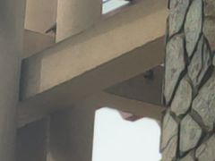 -亚龙湾希尔顿自助餐厅·海鲜·烧烤·沙滩BBQ·现场乐队