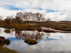 -乌兰布统景区-白桦林