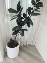 -HEYAN荷妍专业脱毛连锁机构
