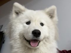 -贝康宠物医院·犬猫全科·小动物特色诊疗中心(东环路店)