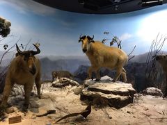 -陕西自然博物馆