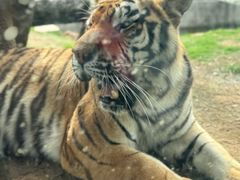 -西霞口神雕山野生动物世界