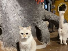 -猫猫幼稚园·撸猫·桌游·电玩