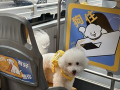 -帕帕拉兹宠物(亚洲旗舰店)