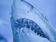 -瑞普利水族馆