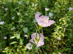 -洋湖国家湿地公园