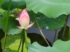 -荔湾湖公园