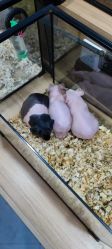 -Moni星球萌宠·小马宝莉·灵蛇·高端高阶全萌宠互动体验俱乐部(红豆国际广场店)