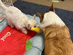 -翊宠yipet猫狗购宠庄园犬舍•猫舍