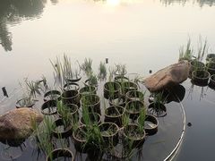 -深圳仙湖植物园