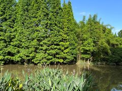 -桤木河湿地公园