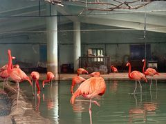 -石家庄市动物园