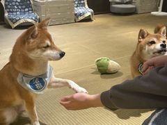 -逗柴咖啡屋·狗咖猫咖宠物桌游