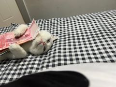 -萌兽医馆·眼科·异宠专科(三里屯店)