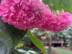 -呀路古热带植物园