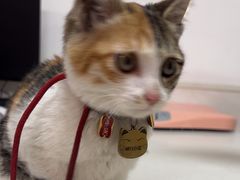 -乐琪宠物医院·犬猫专科·骨外科·急重症