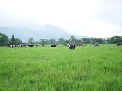 -瑞穗牧场