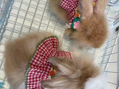 -怪兽屋·羊驼·猫咖·狗咖(俊华广场店)