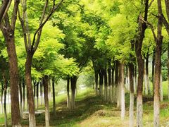 -永定河休闲森林公园