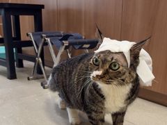 -北京派仕佳德动物医院·超导核磁·CT·神经科·骨科·内外科·急重症管理中心