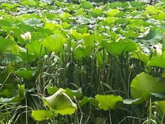 -荷塘月色湿地公园·向阳花洲