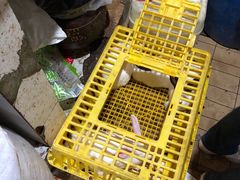 -东吴霸王兔(松青路店)