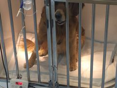 -瑞派·关忠动物医院·异宠专科·犬猫肿瘤·皮肤专科(望京店)