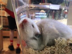 -酷以爬仙阁实体爬宠店·守宫·蜥蜴·专业繁育