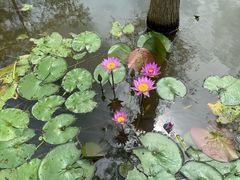 -东莞植物园