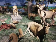 -国家自然博物馆