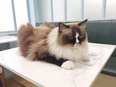 -安格丽娜·狗咖·猫咖羊驼咖(春熙路百盛商场店)