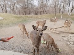 -北京野生动物园