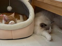 -Let's go狗咖·猫咖·奶狗·桌游(春熙路IFS店)