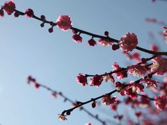 -新建村梅花