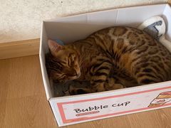 -猫腻·猫咖·撸猫馆(星光大道店)