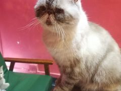 -猫色咖啡·猫咖