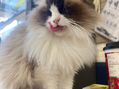 -平行世界·猫咖(首经贸店)