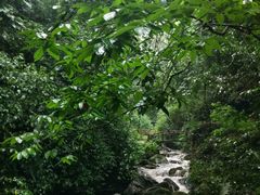 -莫里热带雨林景区