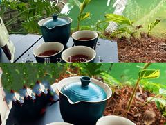 -铁山坪森林公园