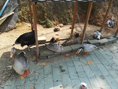 -汕尾铜鼎山旅游区
