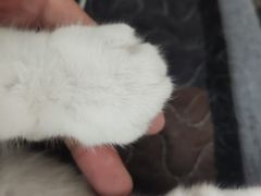 -瑞鹏宠物医院·内科·中兽医·骨科(苗圃店)