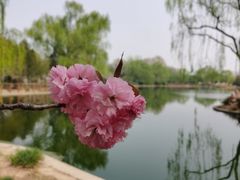 -石家庄市植物园