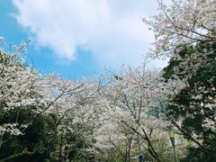 -武汉大学-樱园
