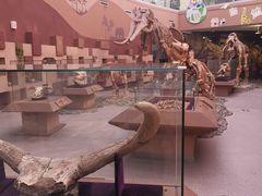 -陕西自然博物馆